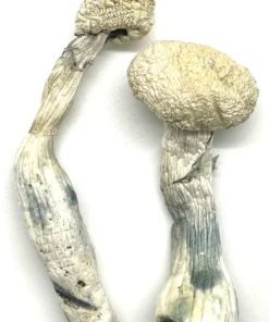 Buy AGT (Albino Golden Teacher) DC