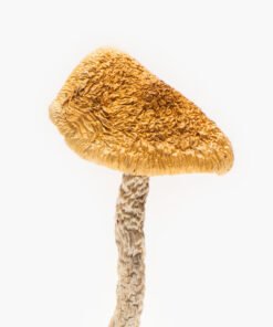 Buy African Aphrodisiac DC